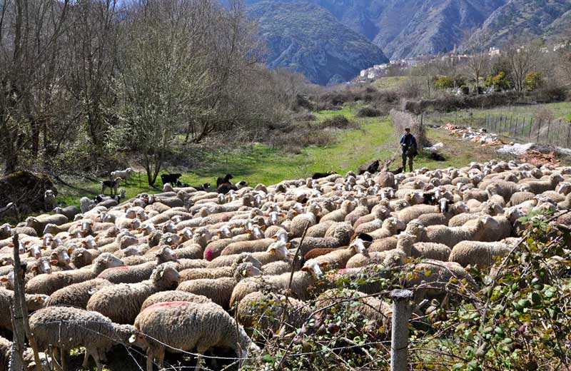 Il-gregge-e-il-pastore.jpg