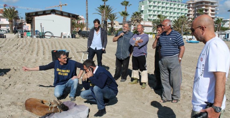 Il capriolo trovato in mare (foto di Francesco Libbi)