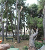 Pineta via Paolini