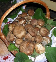 Funghi (foto di repertorio)
