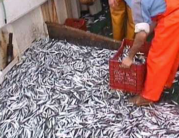 Anche Per Il Pesce Azzurro Piani Di Gestione Locale Riviera Oggi