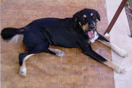 Il cane Cester si è smarrito: chi ne ha notizia è pregato di contattare la Questura di Ascoli