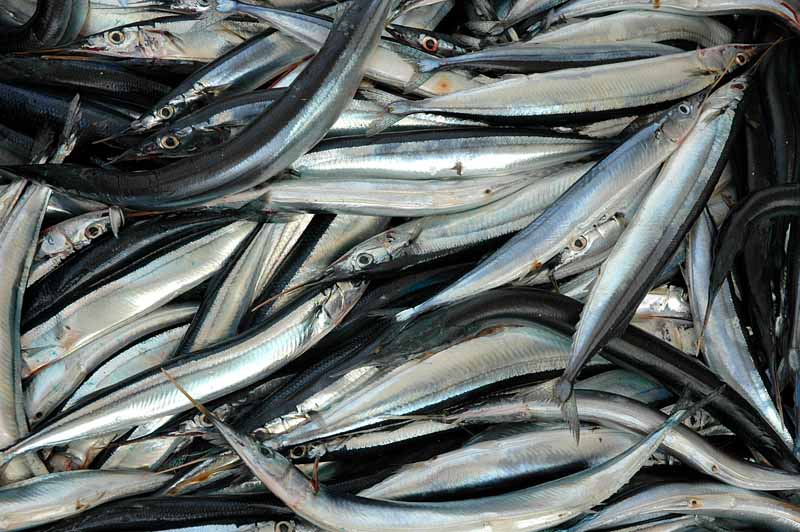 Parte Anghiò Il Festival Del Pesce Azzurro Riviera Oggi
