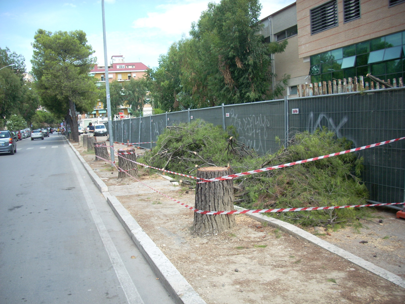 I pini abbattuti di fronte al Liceo Scientifico