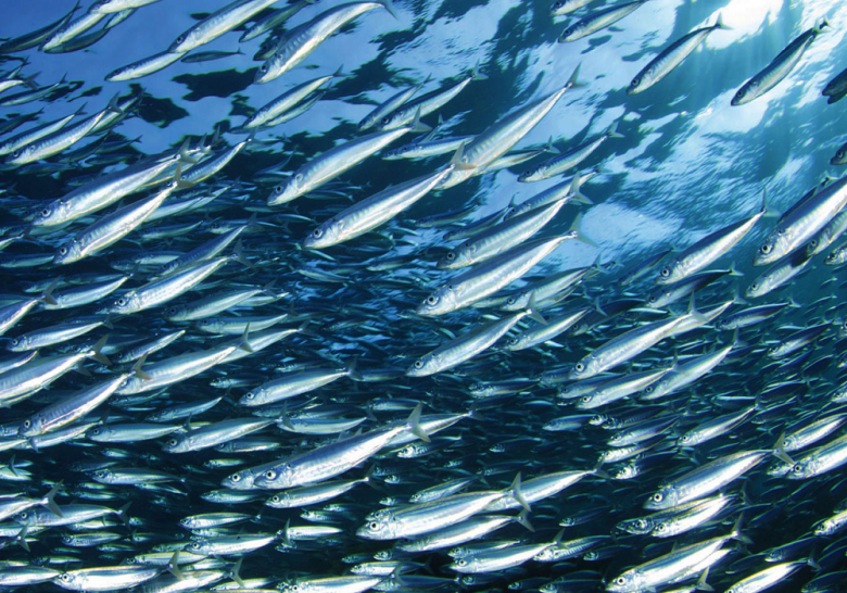 Quote Pesce Azzurro Nazzareno Torquati Scrive A Celani E Urbinati