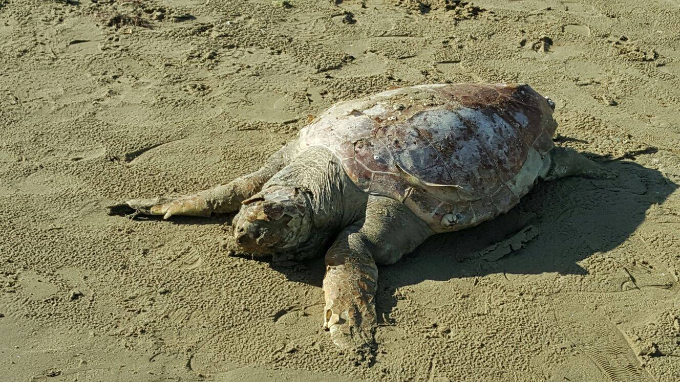 Rinvenuta sulla spiaggia di Grottammare una tartaruga marina - Riviera Oggi