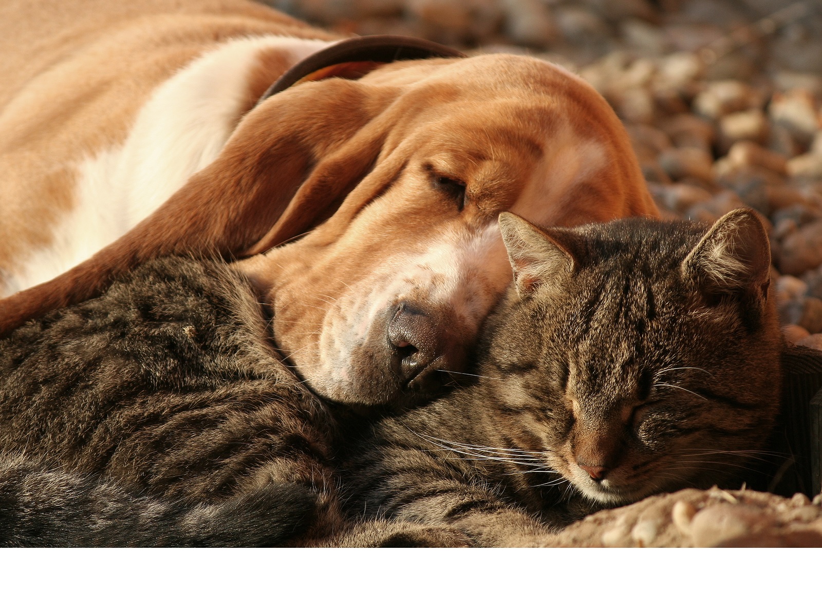 Человек и кошка вместе. Кошки и собаки. Красивые собаки и кошки. Фото кошки и собаки вместе. Картинка кошка и собака вместе.