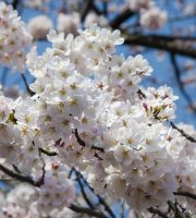 Hanami