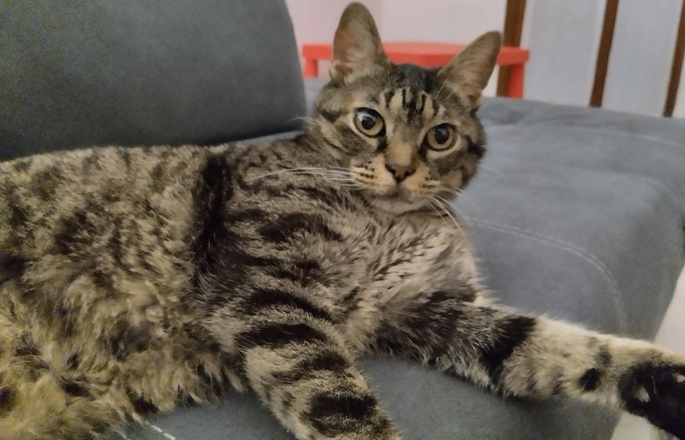 foto del gatto smarrito